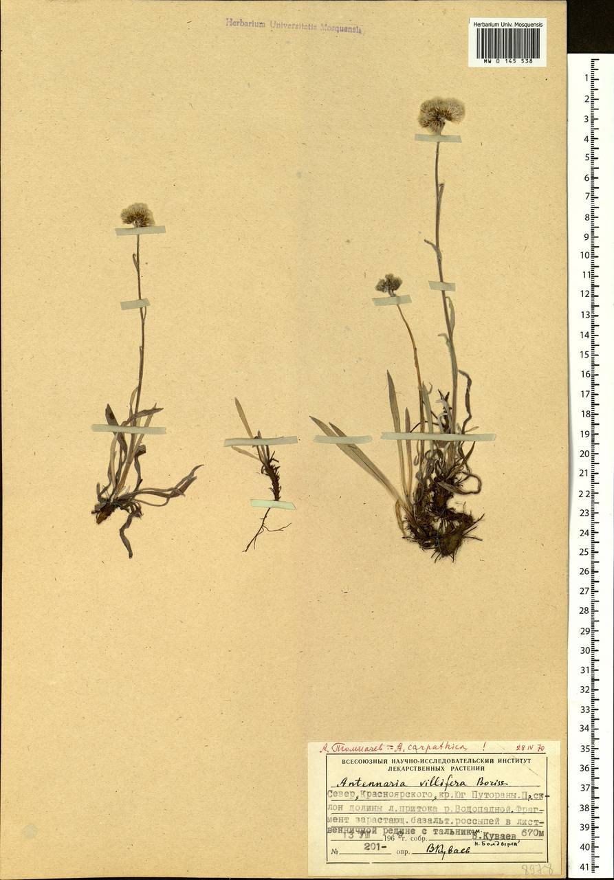 Antennaria lanata (Hook.) Greene, Siberia, Central Siberia (S3) (Russia)