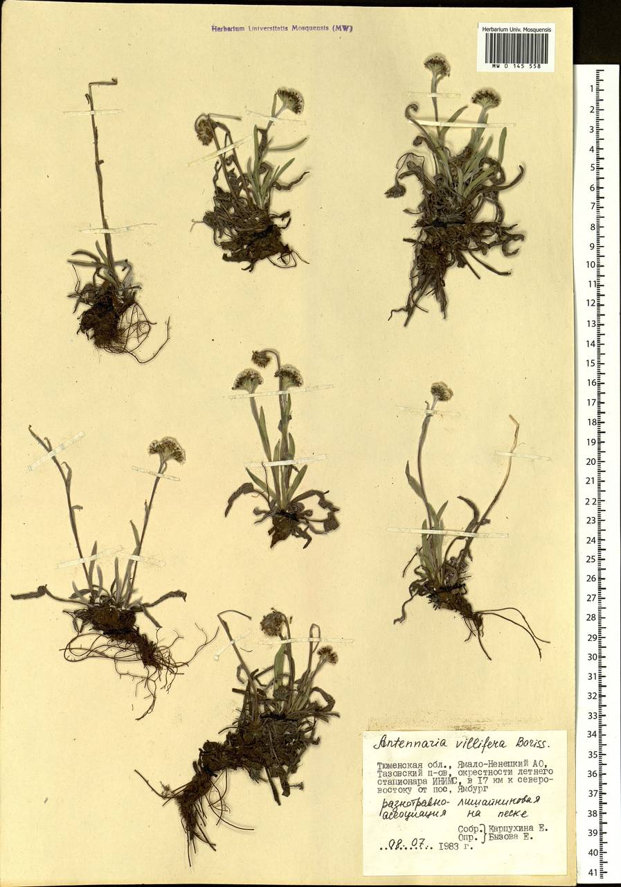 Antennaria lanata (Hook.) Greene, Siberia, Western Siberia (S1) (Russia)