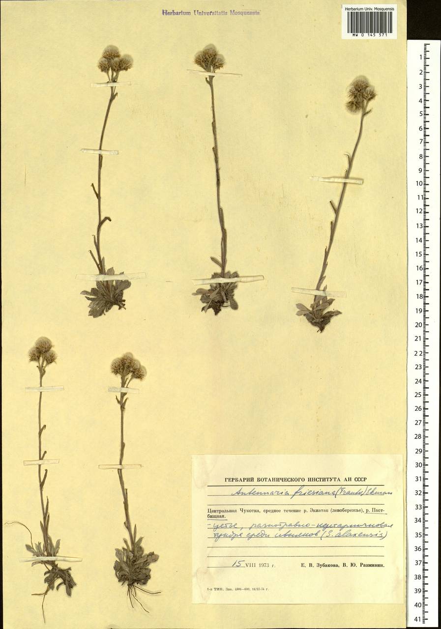 Antennaria friesiana, Siberia, Chukotka & Kamchatka (S7) (Russia)