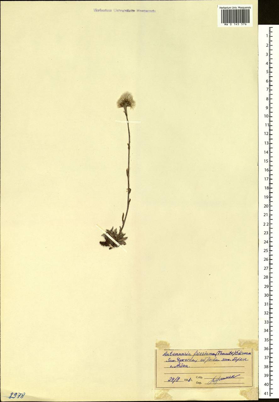 Antennaria friesiana, Siberia, Chukotka & Kamchatka (S7) (Russia)