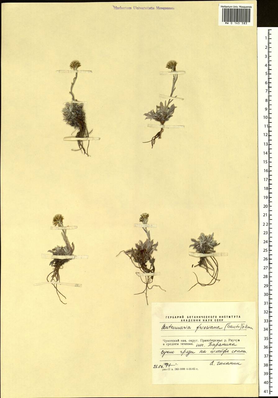 Antennaria friesiana (Trautv.) Ekman, Siberia, Chukotka & Kamchatka (S7) (Russia)