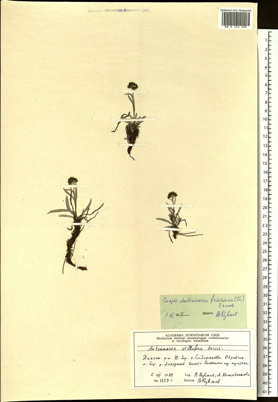 Antennaria friesiana, Siberia, Central Siberia (S3) (Russia)