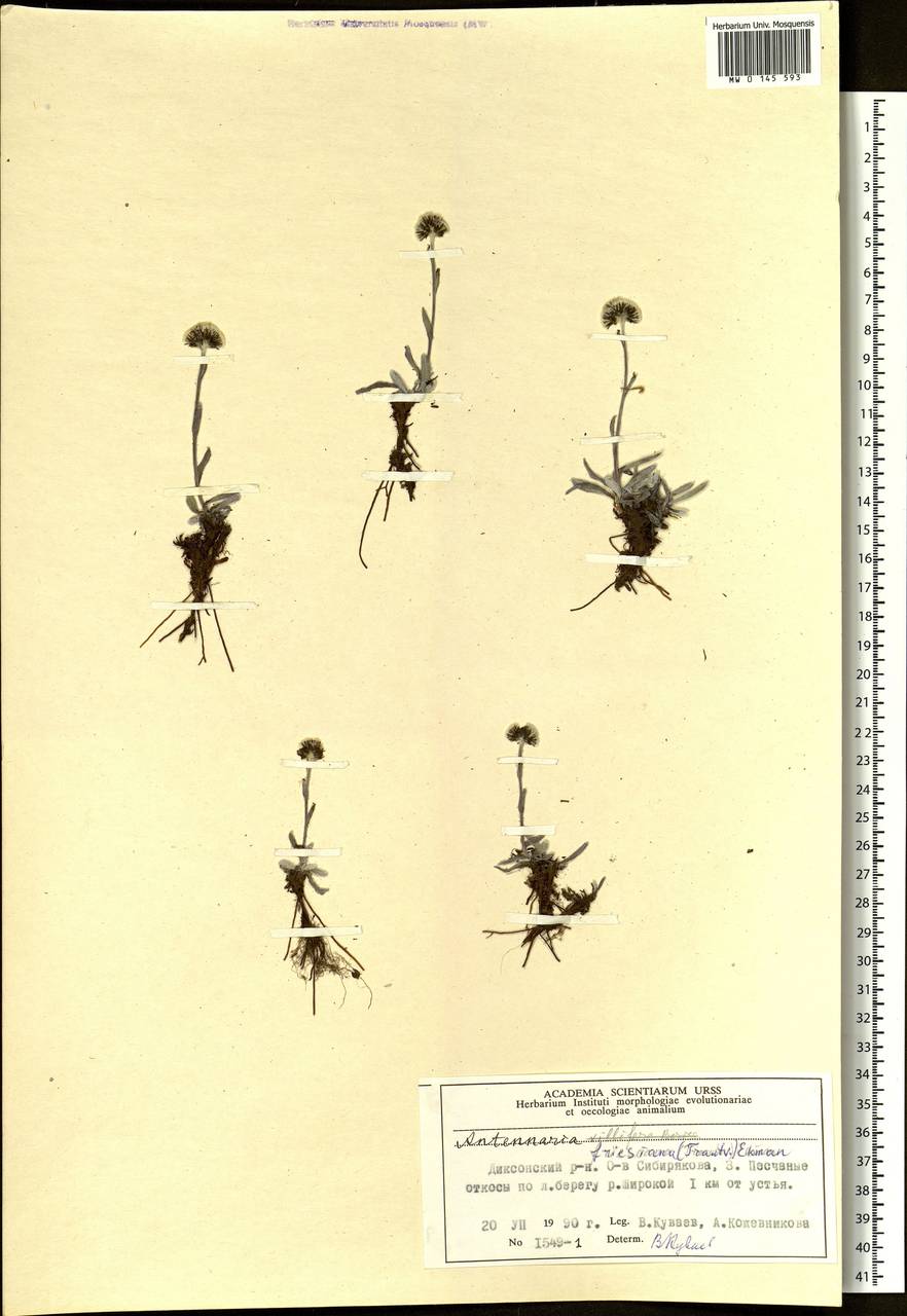 Antennaria friesiana, Siberia, Central Siberia (S3) (Russia)