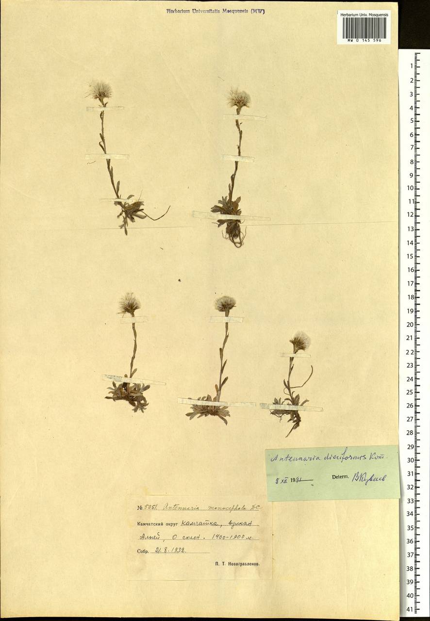 Antennaria dioiciformis Kom., Siberia, Chukotka & Kamchatka (S7) (Russia)