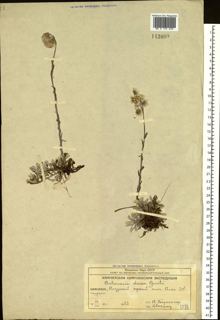 Antennaria dioica (L.) Gaertn., Siberia, Chukotka & Kamchatka (S7) (Russia)
