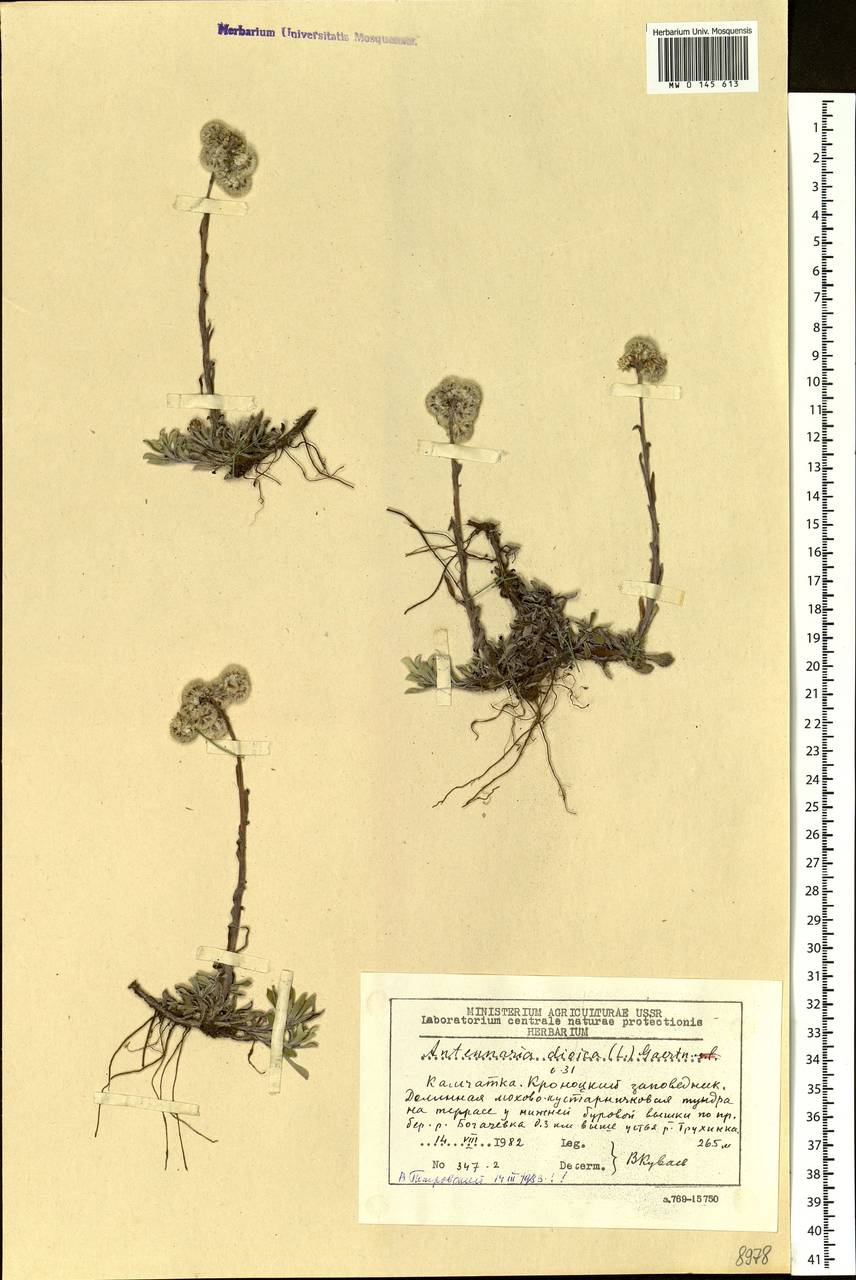 Antennaria dioica (L.) Gaertn., Siberia, Chukotka & Kamchatka (S7) (Russia)