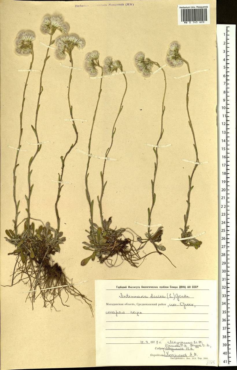 Antennaria dioica (L.) Gaertn., Siberia, Chukotka & Kamchatka (S7) (Russia)