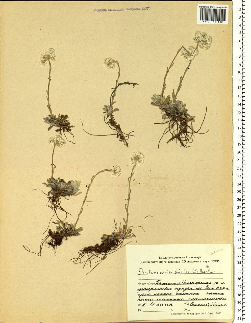 Antennaria dioica (L.) Gaertn., Siberia, Chukotka & Kamchatka (S7) (Russia)