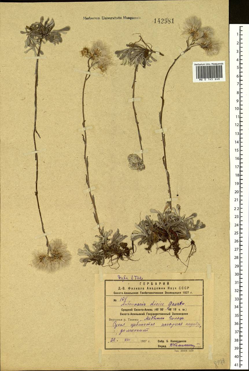 Antennaria dioica (L.) Gaertn., Siberia, Russian Far East (S6) (Russia)