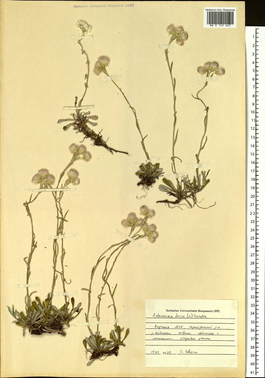 Antennaria dioica (L.) Gaertn., Siberia, Yakutia (S5) (Russia)