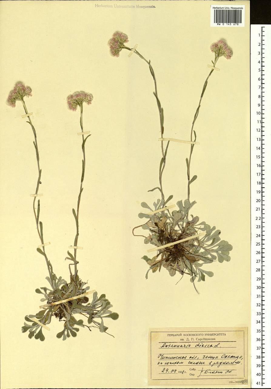 Antennaria dioica (L.) Gaertn., Siberia, Baikal & Transbaikal region (S4) (Russia)