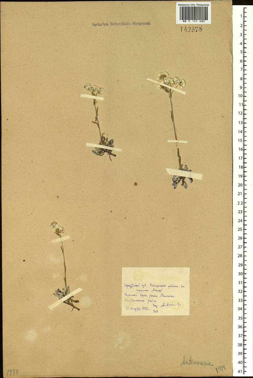 Antennaria dioica (L.) Gaertn., Siberia, Baikal & Transbaikal region (S4) (Russia)