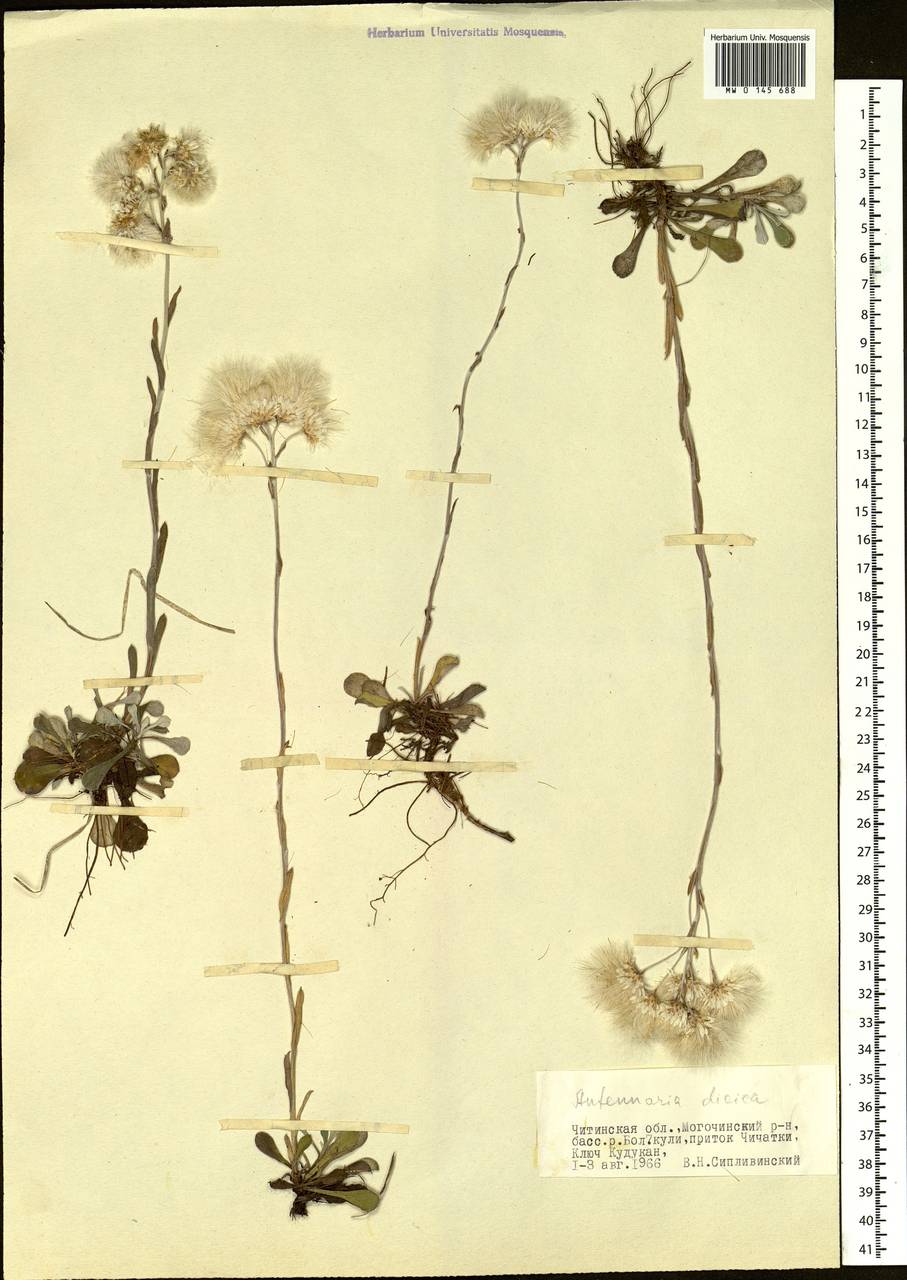 Antennaria dioica (L.) Gaertn., Siberia, Baikal & Transbaikal region (S4) (Russia)