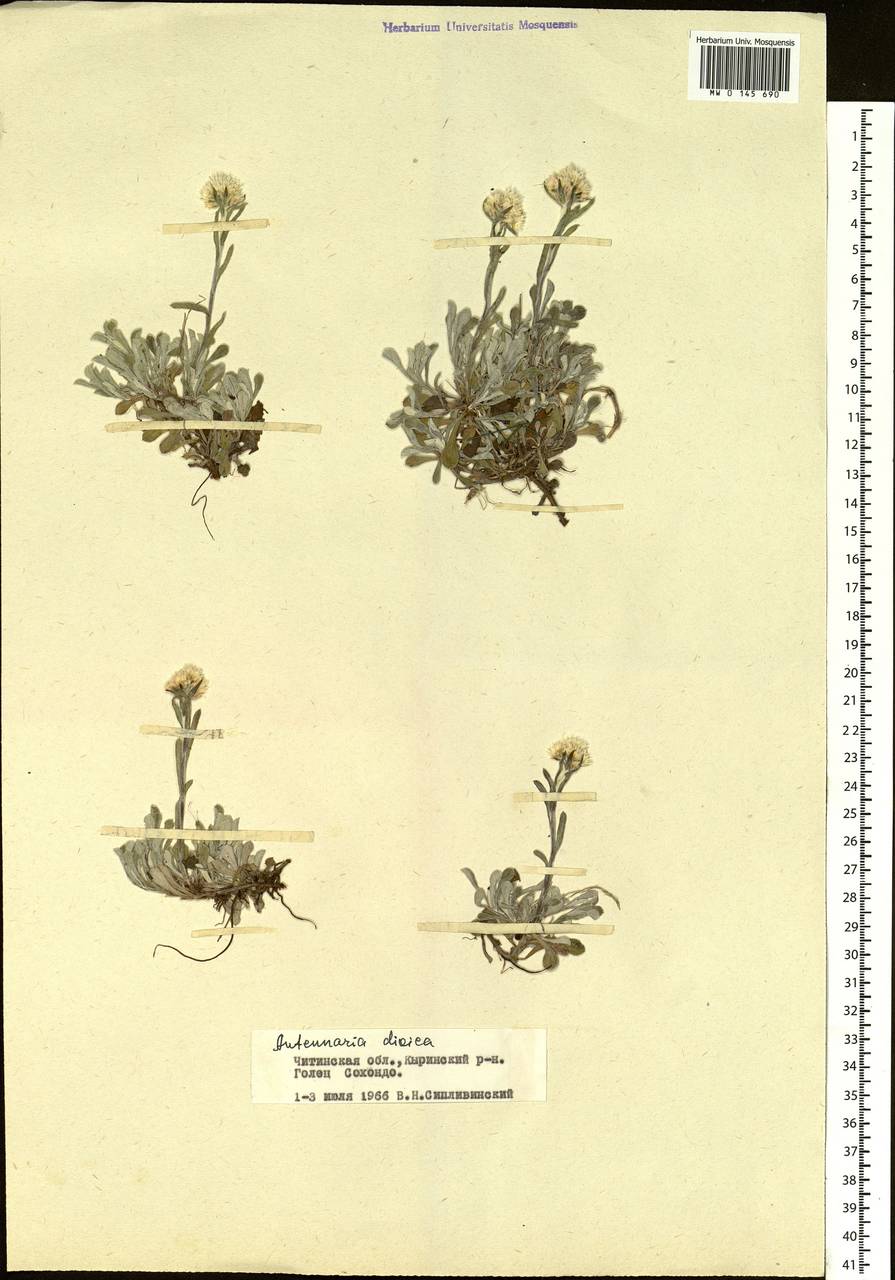 Antennaria dioica (L.) Gaertn., Siberia, Baikal & Transbaikal region (S4) (Russia)