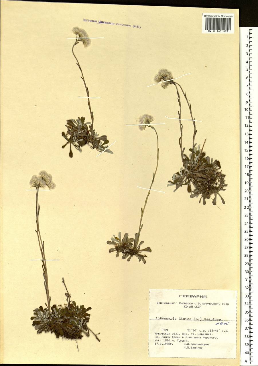 Antennaria dioica (L.) Gaertn., Siberia, Baikal & Transbaikal region (S4) (Russia)