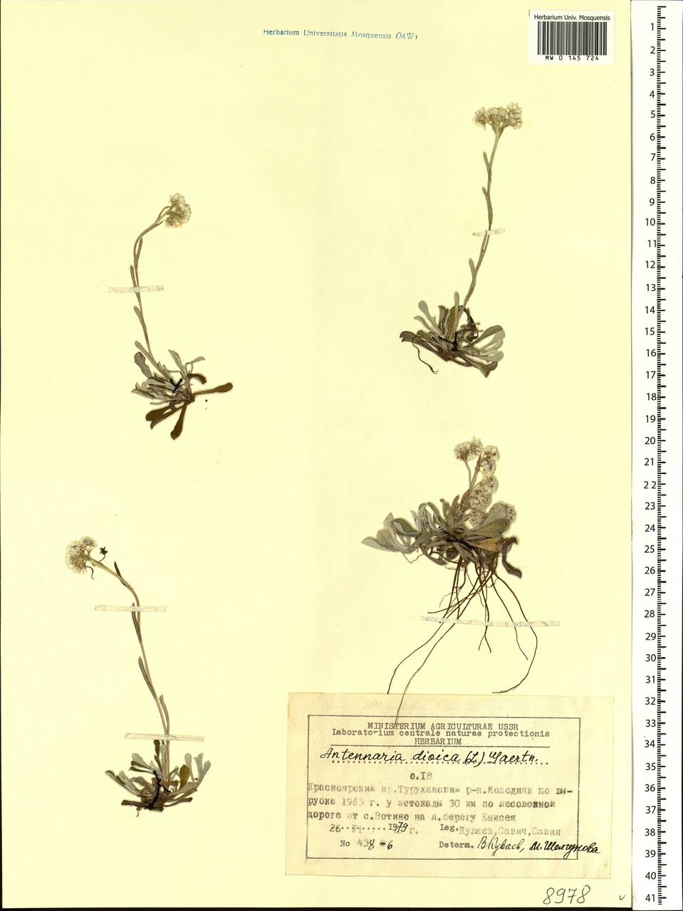 Antennaria dioica (L.) Gaertn., Siberia, Central Siberia (S3) (Russia)