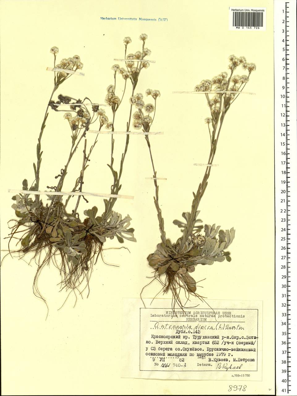 Antennaria dioica (L.) Gaertn., Siberia, Central Siberia (S3) (Russia)