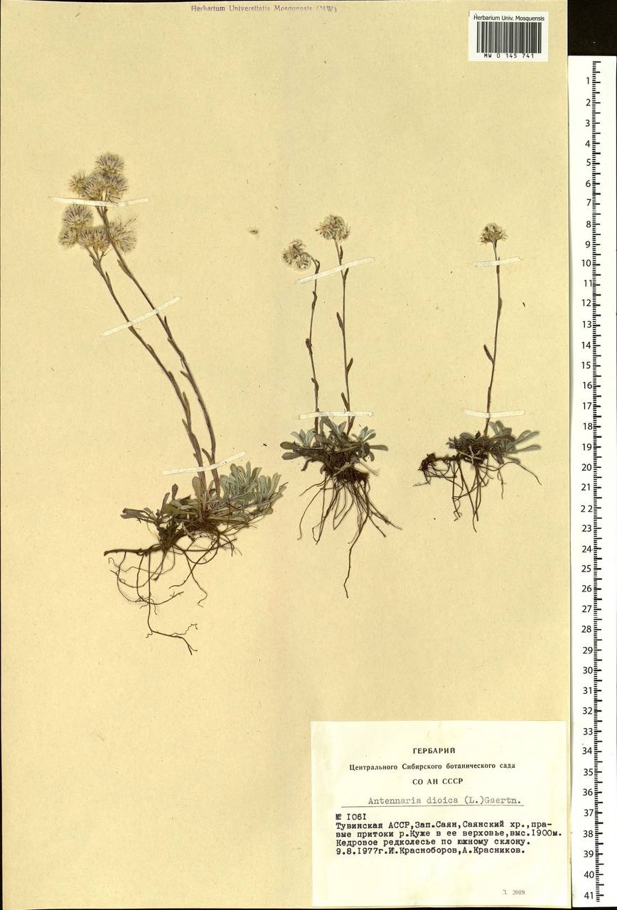 Antennaria dioica (L.) Gaertn., Siberia, Altai & Sayany Mountains (S2) (Russia)