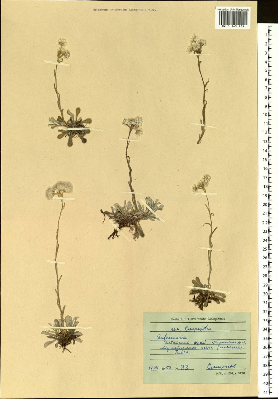 Antennaria dioica (L.) Gaertn., Siberia, Altai & Sayany Mountains (S2) (Russia)