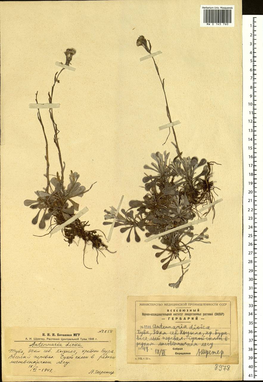 Antennaria dioica (L.) Gaertn., Siberia, Altai & Sayany Mountains (S2) (Russia)
