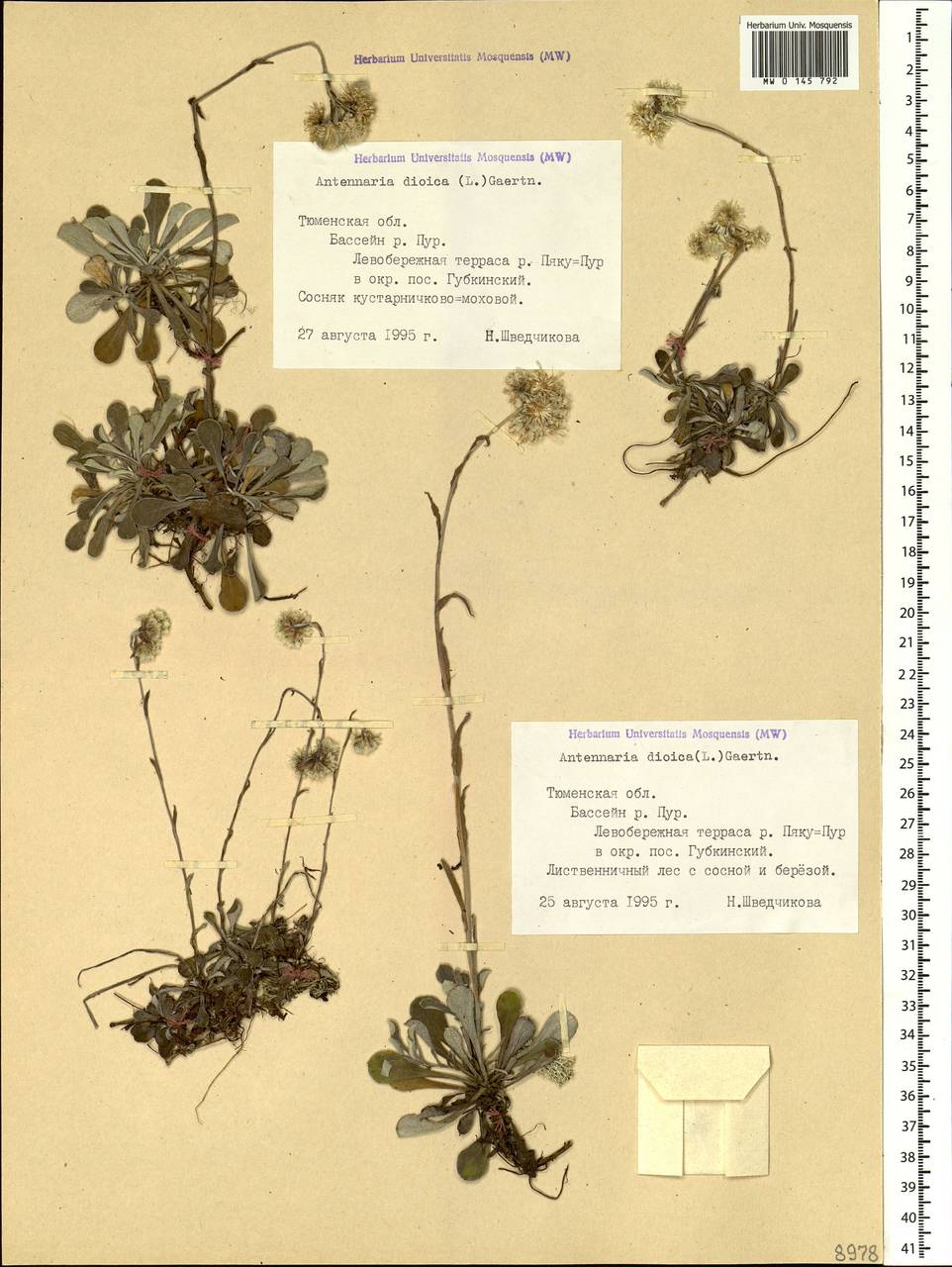 Antennaria dioica (L.) Gaertn., Siberia, Western Siberia (S1) (Russia)
