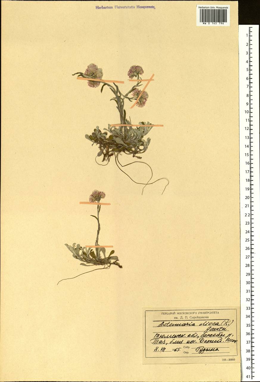 Antennaria dioica (L.) Gaertn., Siberia, Western Siberia (S1) (Russia)