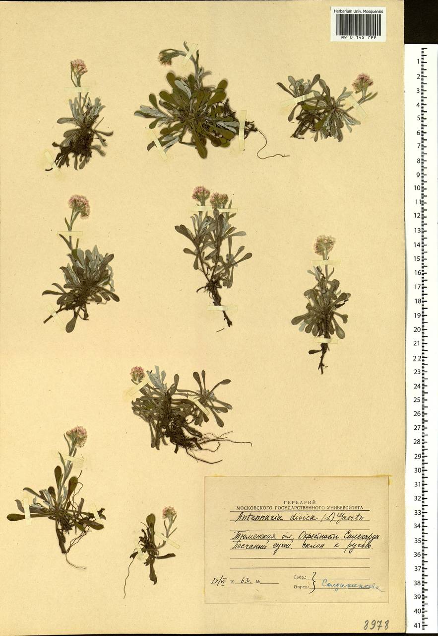 Antennaria dioica (L.) Gaertn., Siberia, Western Siberia (S1) (Russia)