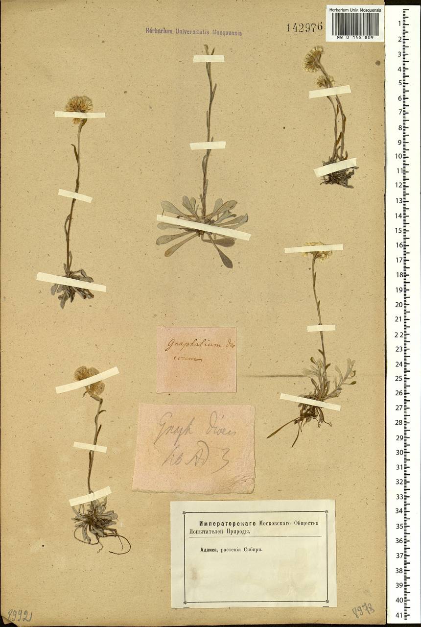 Antennaria dioica (L.) Gaertn., Siberia (no precise locality) (S0) (Russia)