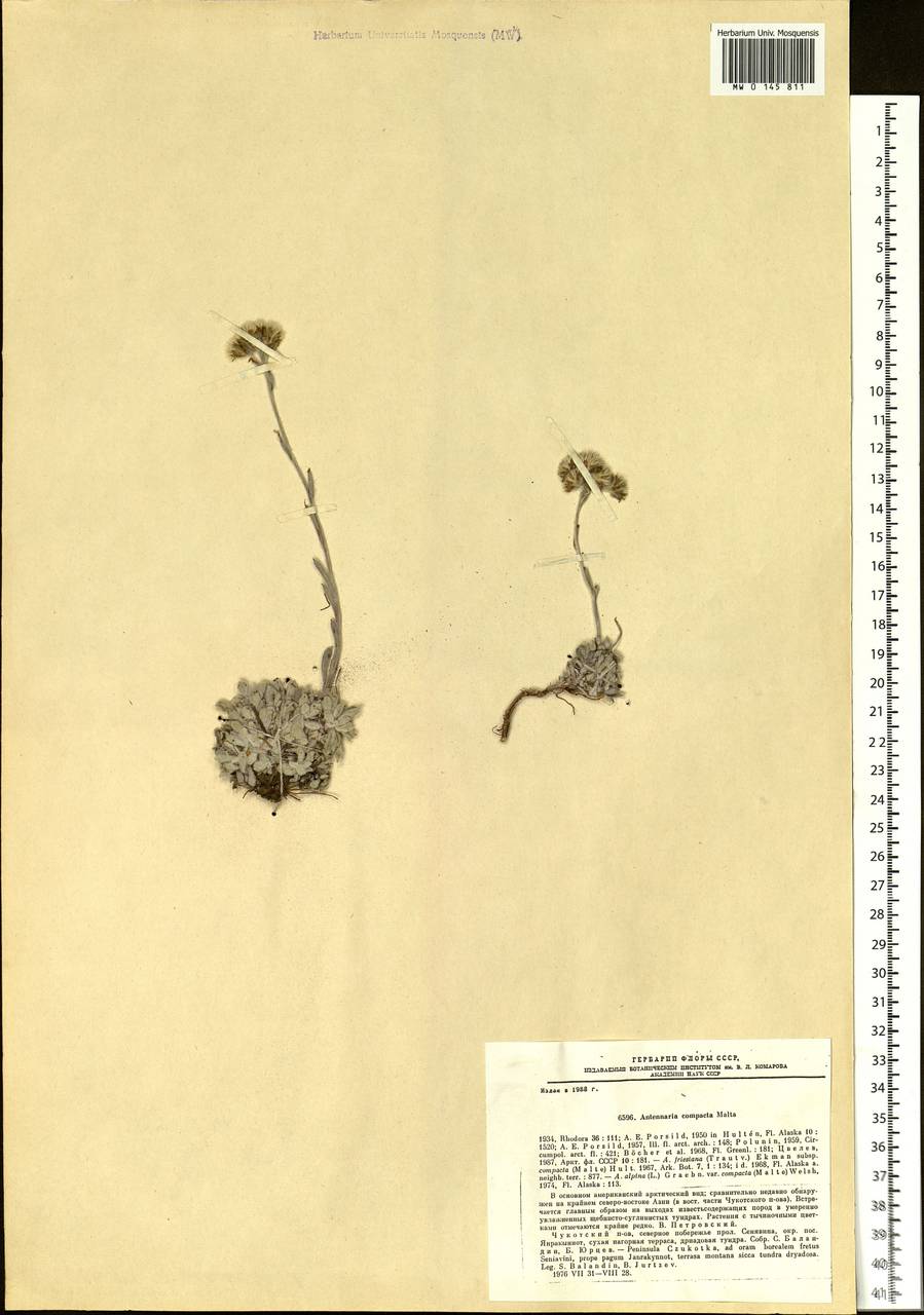 Antennaria alpina (L.) Gaertn., Siberia, Chukotka & Kamchatka (S7) (Russia)