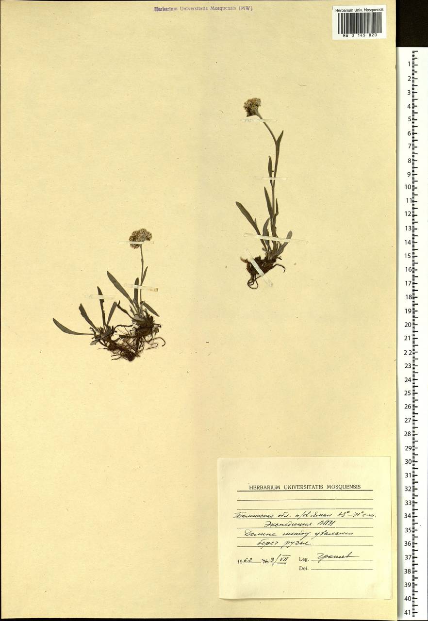 Antennaria, Siberia, Western Siberia (S1) (Russia)