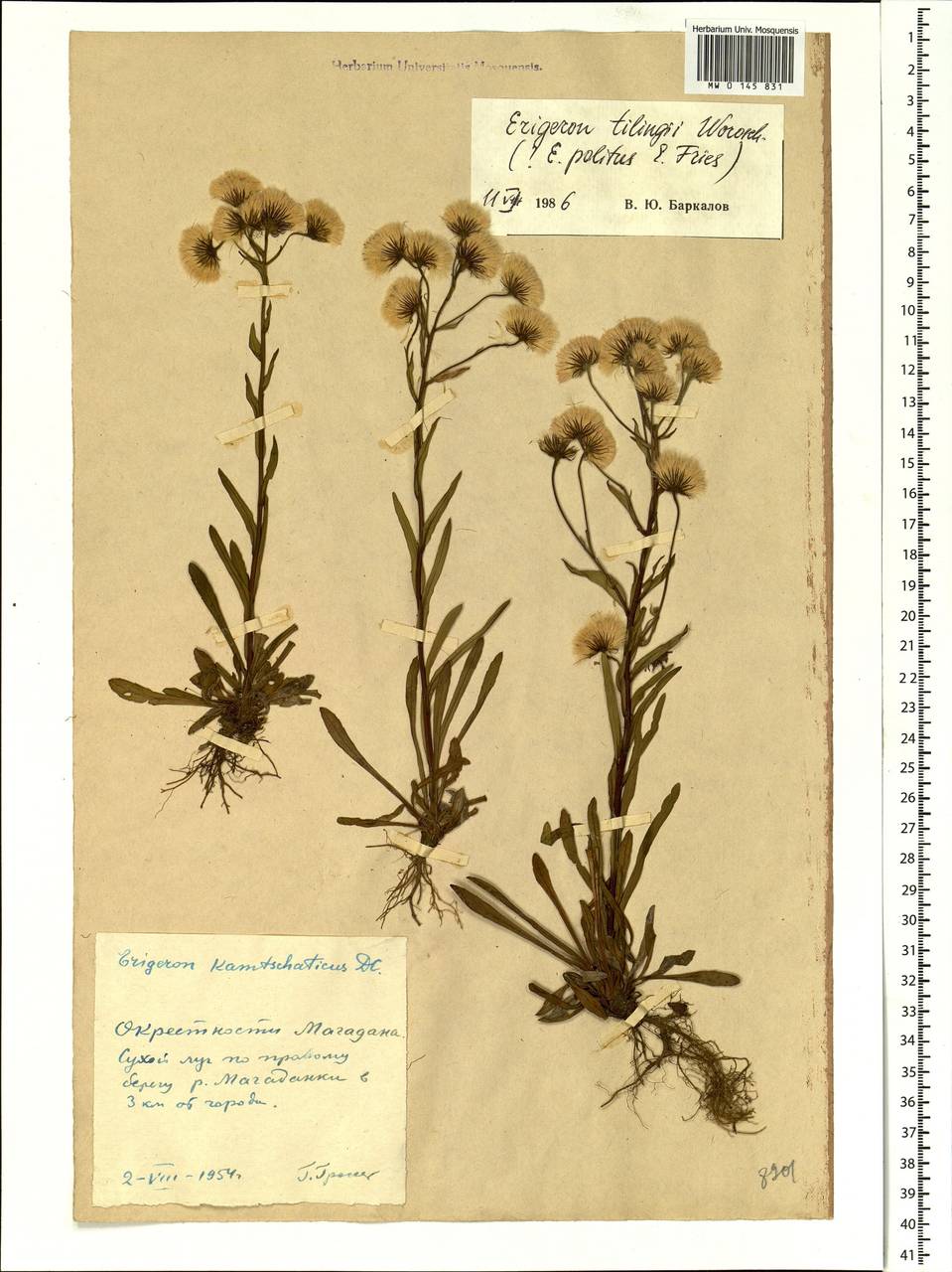 Erigeron politus Fr., Siberia, Chukotka & Kamchatka (S7) (Russia)