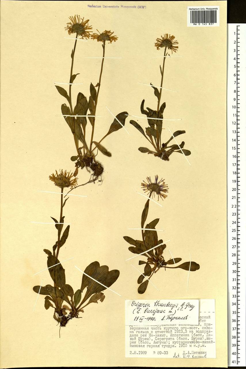 Erigeron thunbergii A. Gray, Siberia, Russian Far East (S6) (Russia)