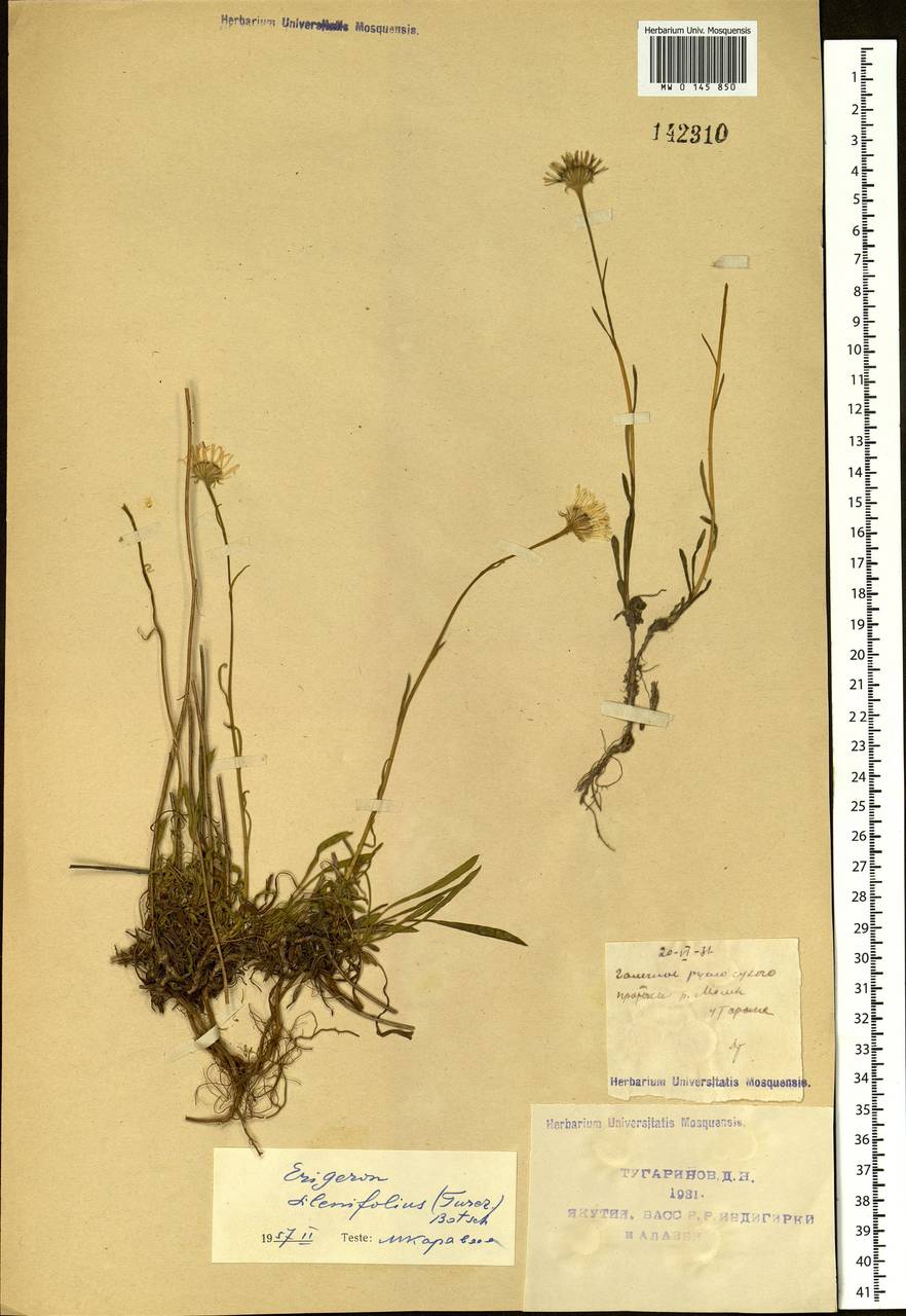 Erigeron silenifolius (Turcz. ex DC.) Botsch., Siberia, Yakutia (S5) (Russia)