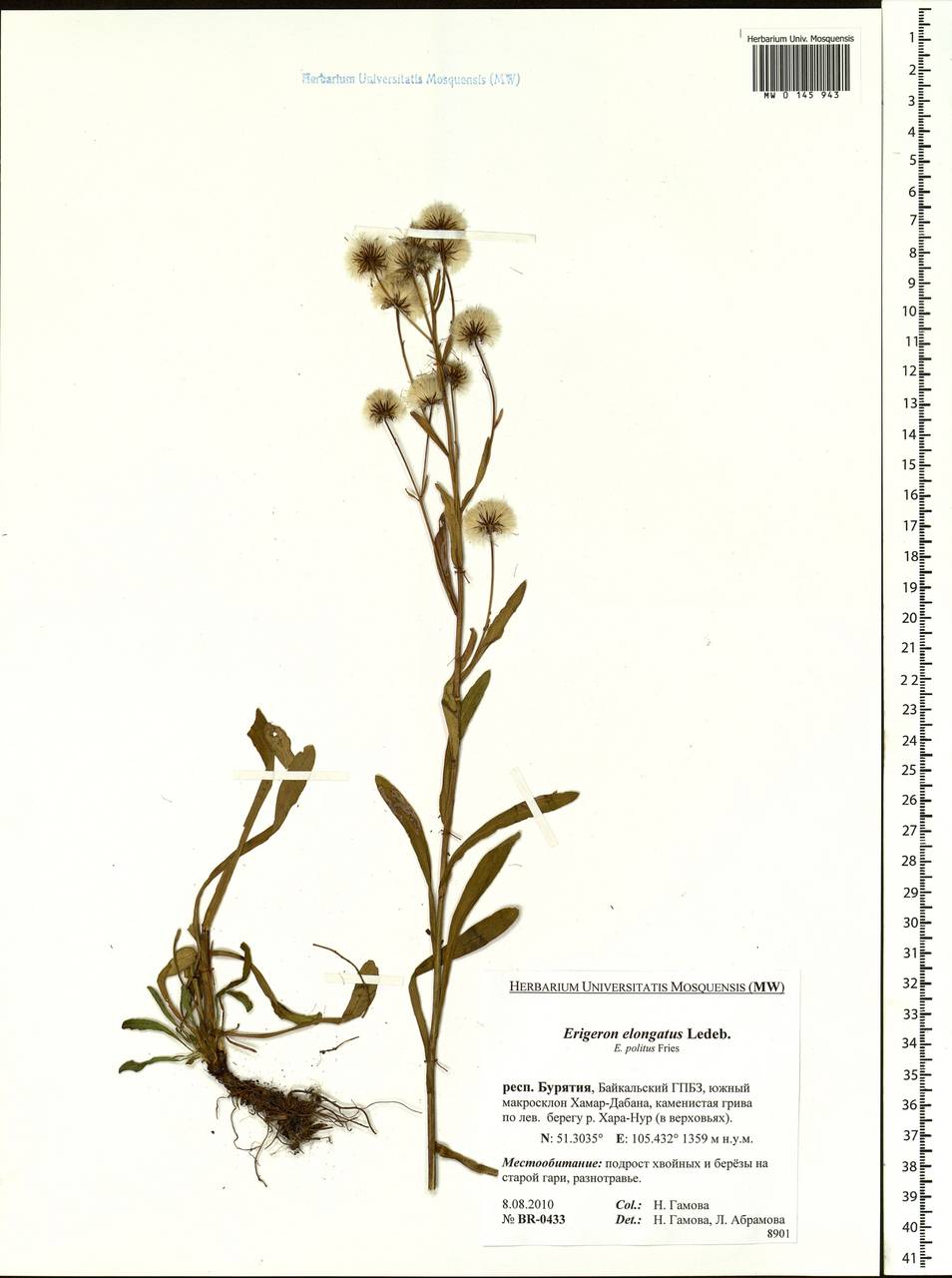 Erigeron politus Fr., Siberia, Baikal & Transbaikal region (S4) (Russia)