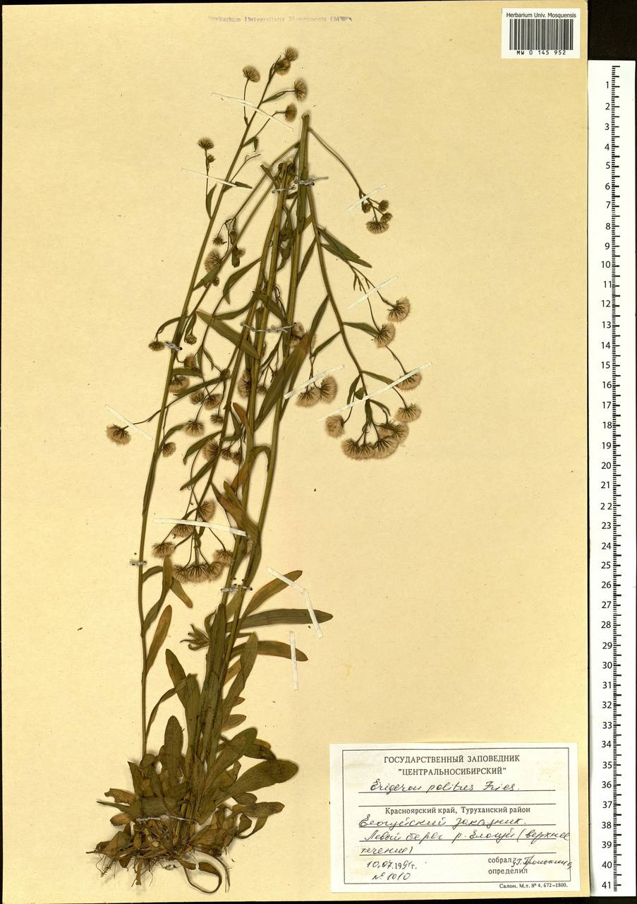 Erigeron politus Fr., Siberia, Central Siberia (S3) (Russia)