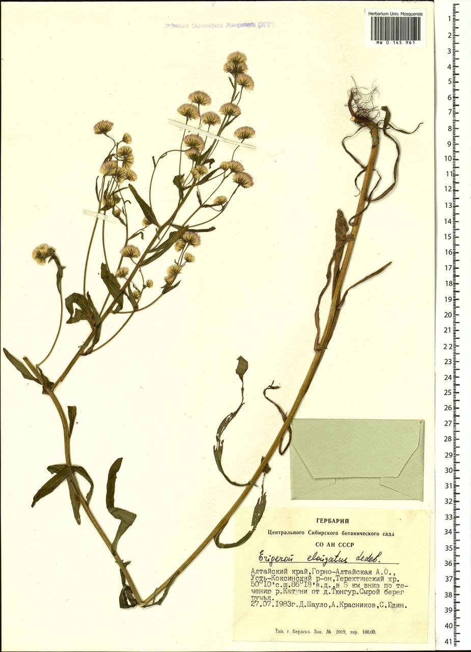 Erigeron politus Fr., Siberia, Altai & Sayany Mountains (S2) (Russia)