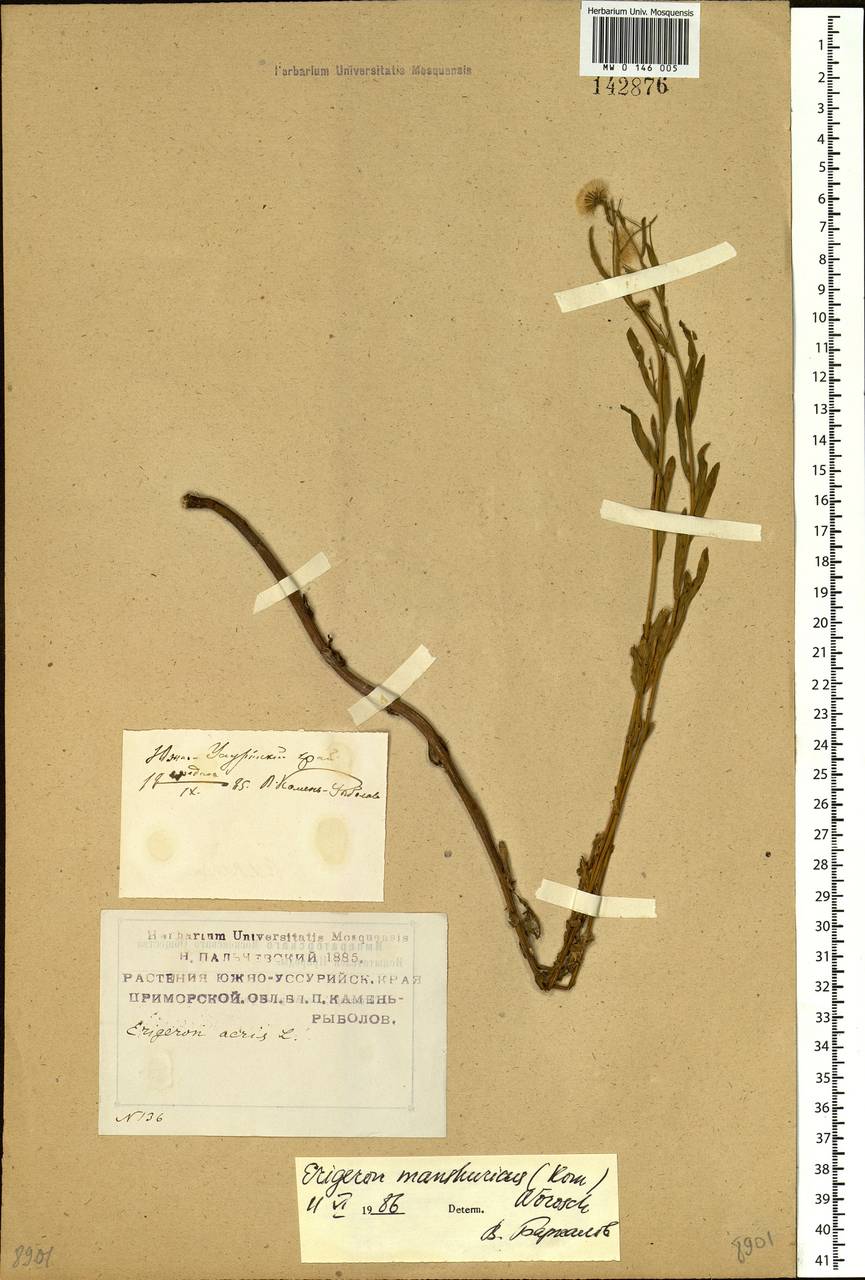 Erigeron kamtschaticus DC., Siberia, Russian Far East (S6) (Russia)