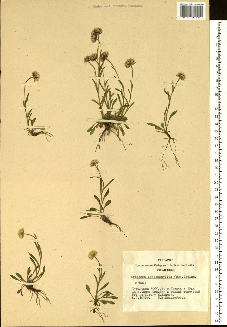 Erigeron lonchophyllus Hook., Siberia, Altai & Sayany Mountains (S2) (Russia)