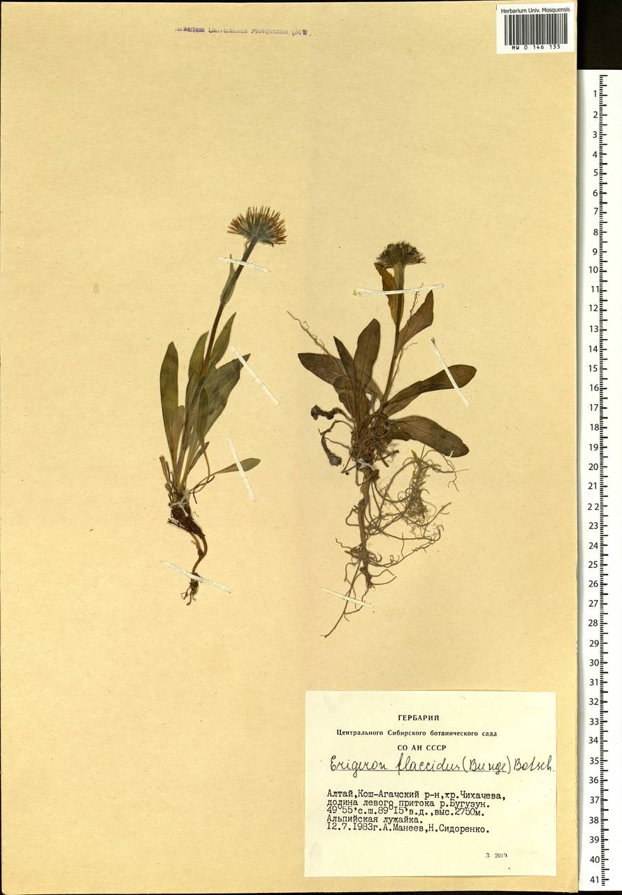 Tibetiodes flaccida (Bunge) G. L. Nesom, Siberia, Altai & Sayany Mountains (S2) (Russia)