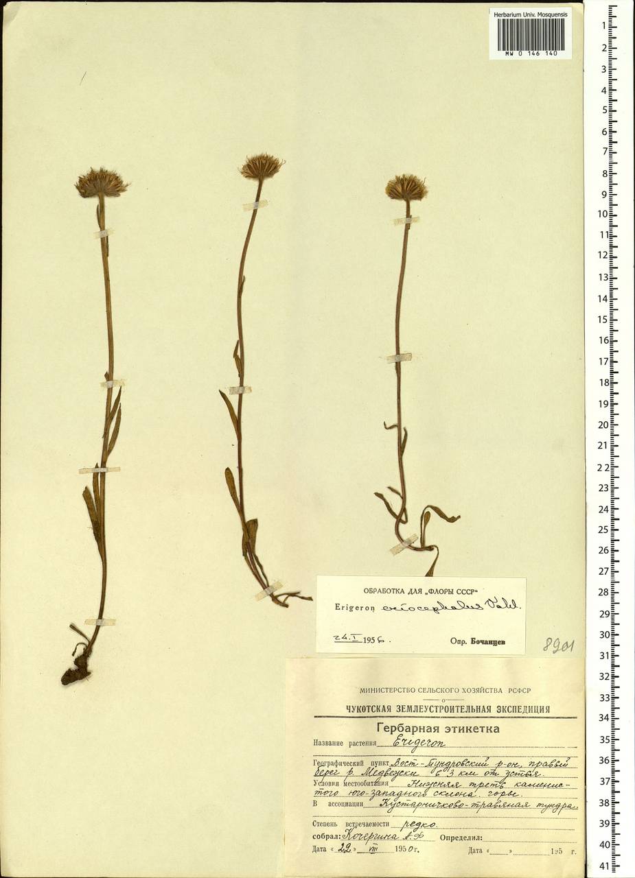 Erigeron eriocephalus J. Vahl, Siberia, Chukotka & Kamchatka (S7) (Russia)