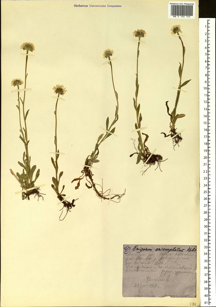 Erigeron eriocephalus J. Vahl, Siberia, Chukotka & Kamchatka (S7) (Russia)