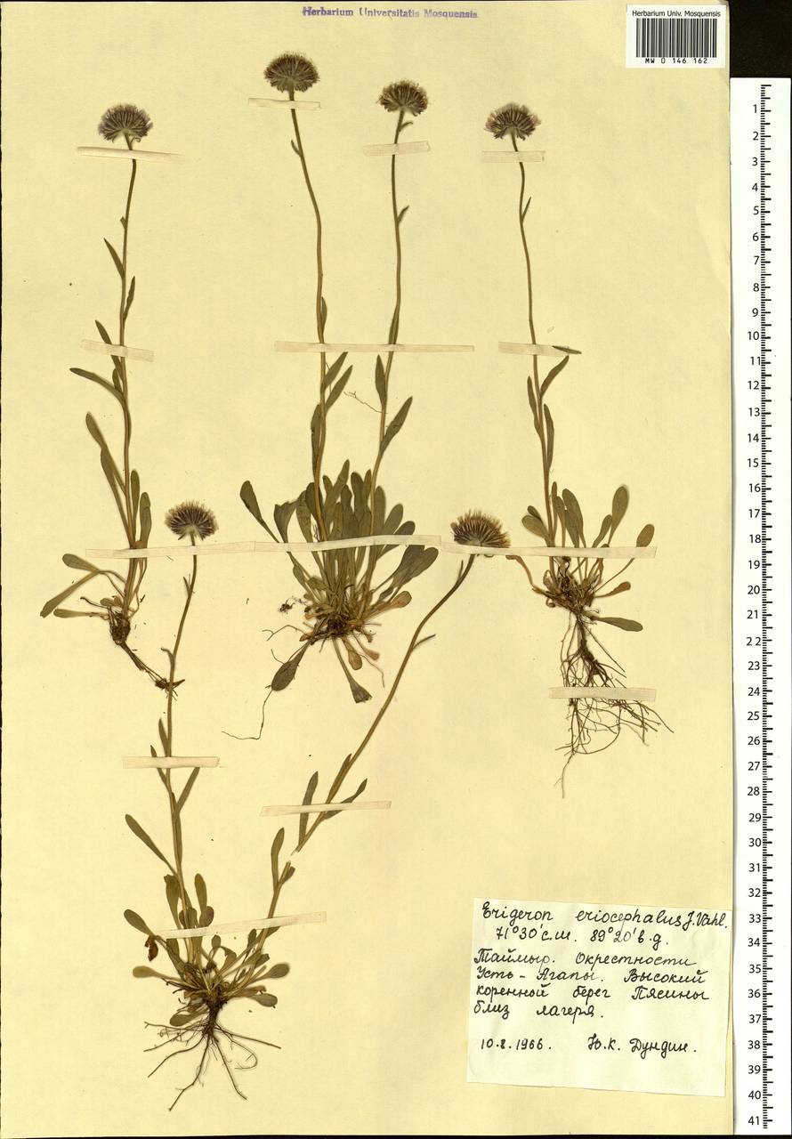 Erigeron eriocephalus J. Vahl, Siberia, Central Siberia (S3) (Russia)