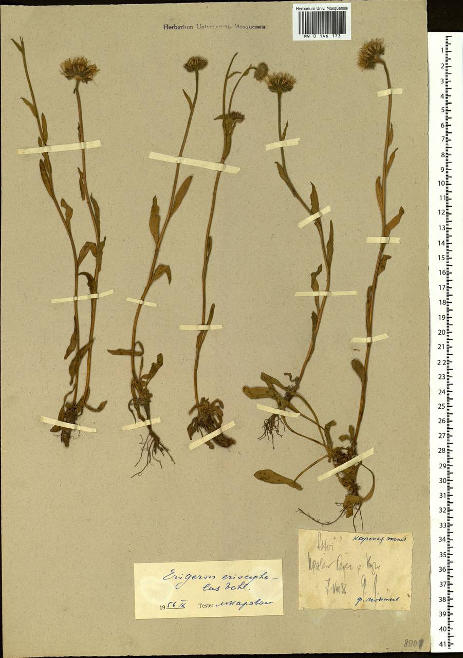 Erigeron eriocephalus J. Vahl, Siberia, Western Siberia (S1) (Russia)