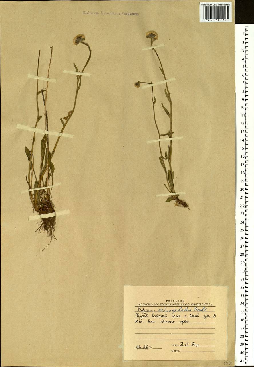 Erigeron eriocephalus J. Vahl, Siberia, Western Siberia (S1) (Russia)