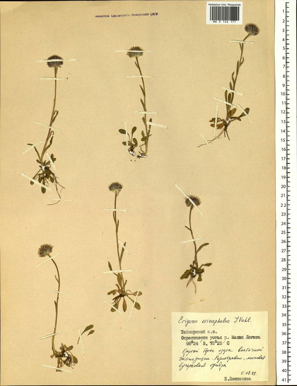 Erigeron eriocephalus J. Vahl, Siberia, Central Siberia (S3) (Russia)