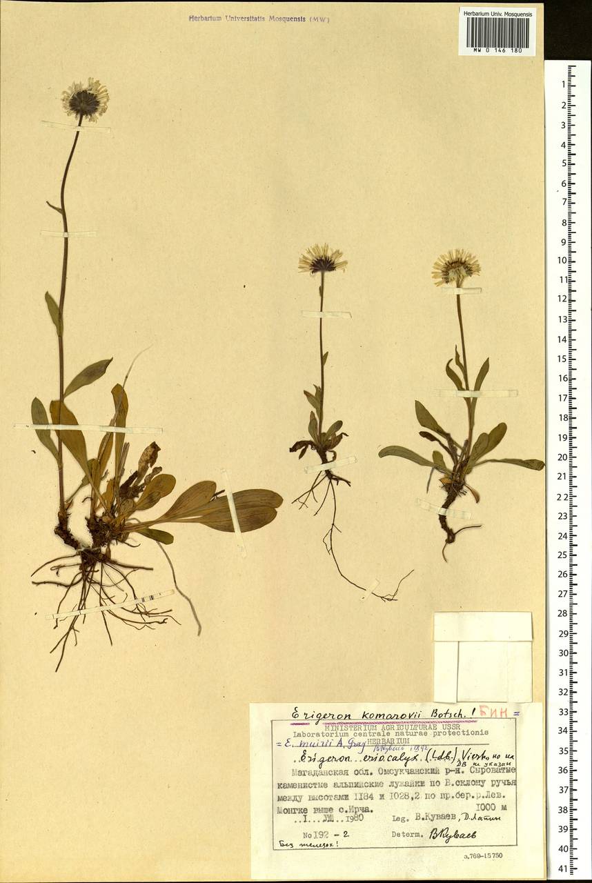 Erigeron eriocalyx (Ledeb.) Vierh., Siberia, Chukotka & Kamchatka (S7) (Russia)