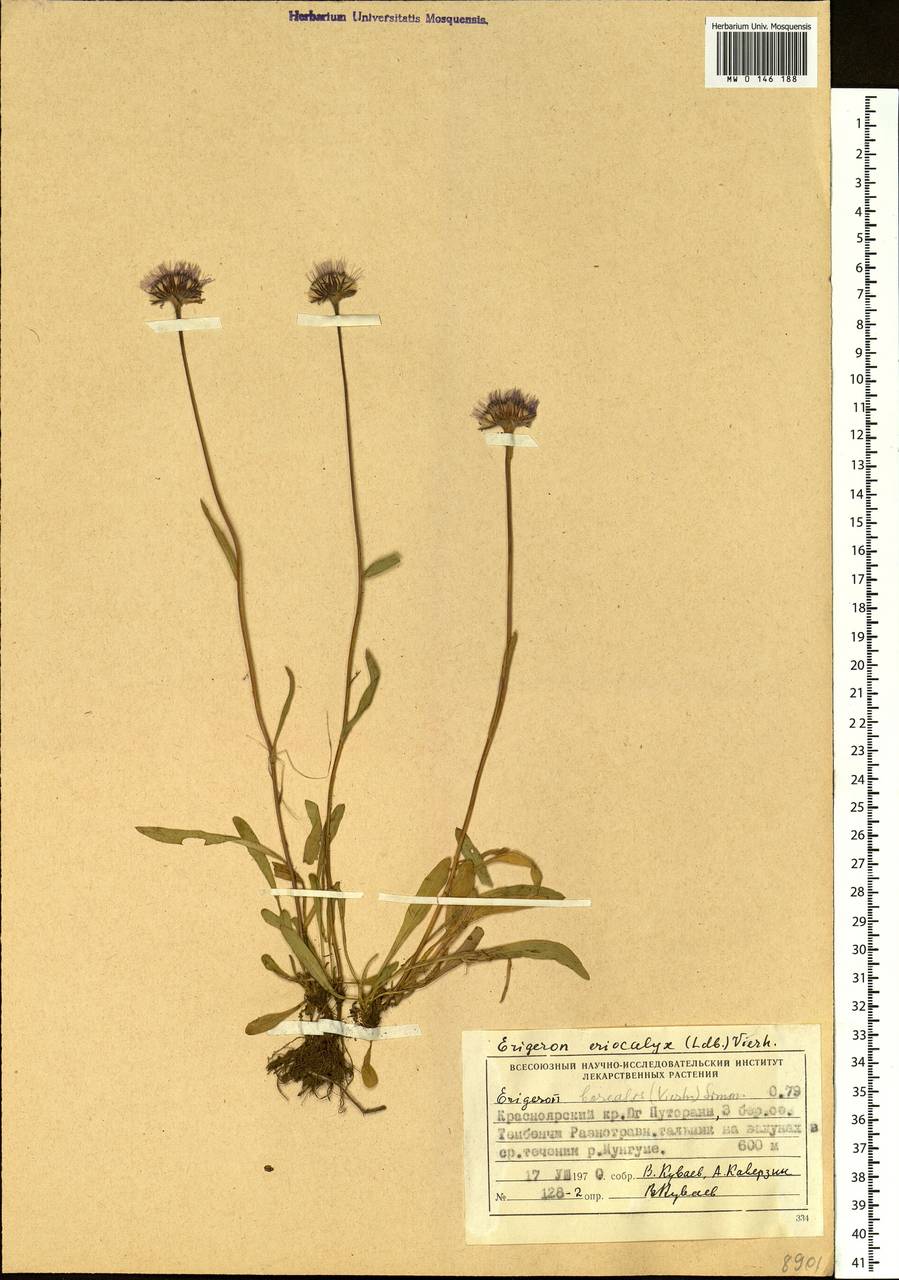 Erigeron eriocalyx (Ledeb.) Vierh., Siberia, Central Siberia (S3) (Russia)