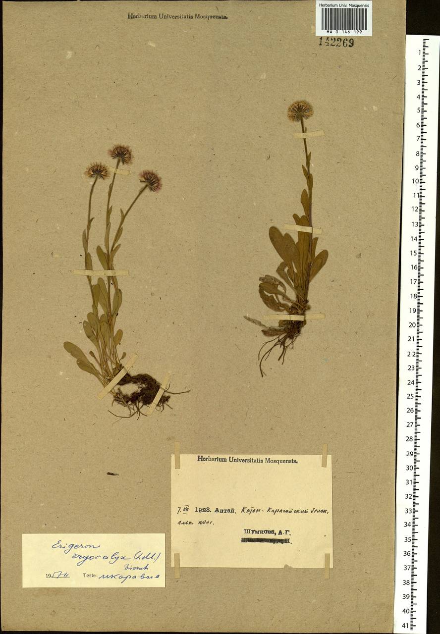 Erigeron eriocalyx (Ledeb.) F. Vierh., Siberia, Western (Kazakhstan) Altai Mountains (S2a) (Kazakhstan)