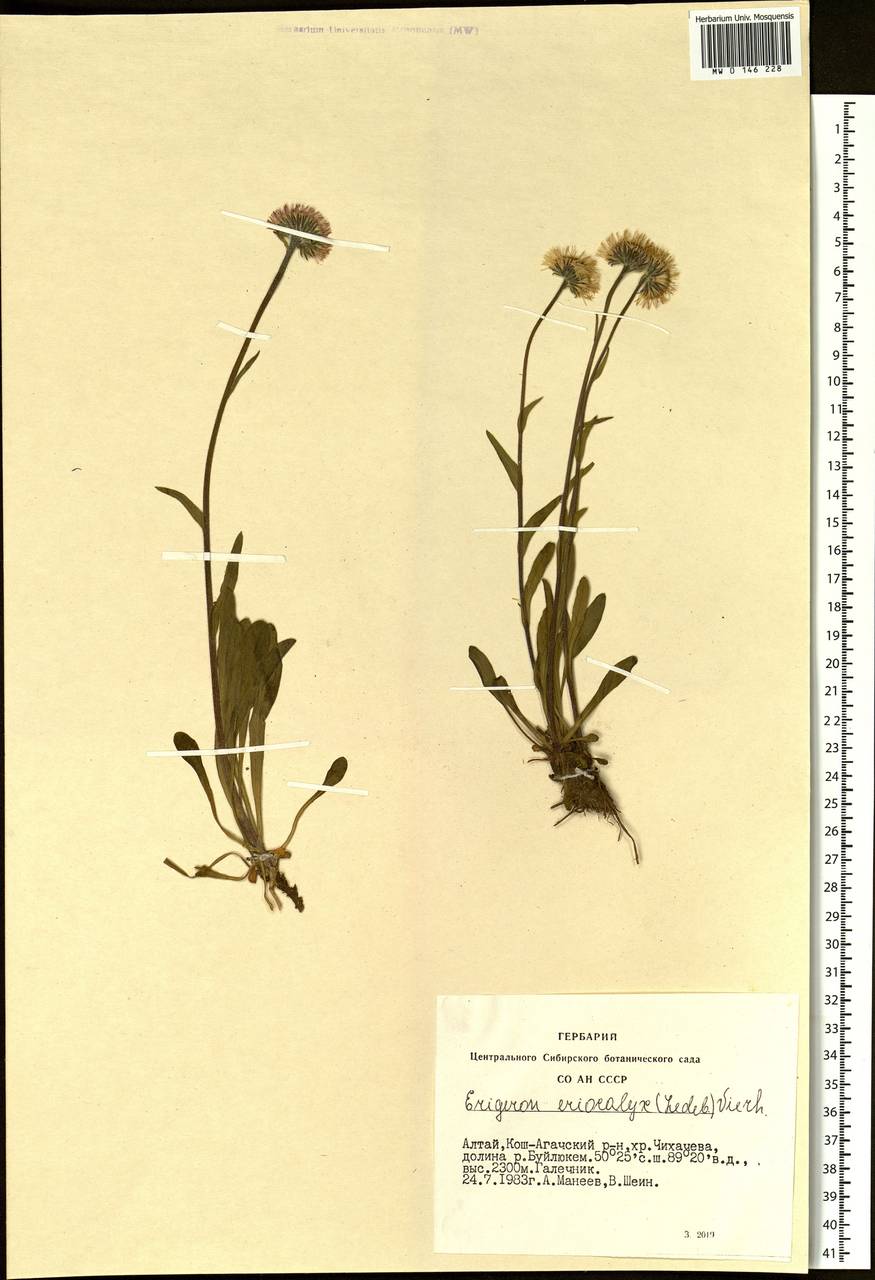 Erigeron eriocalyx (Ledeb.) Vierh., Siberia, Altai & Sayany Mountains (S2) (Russia)