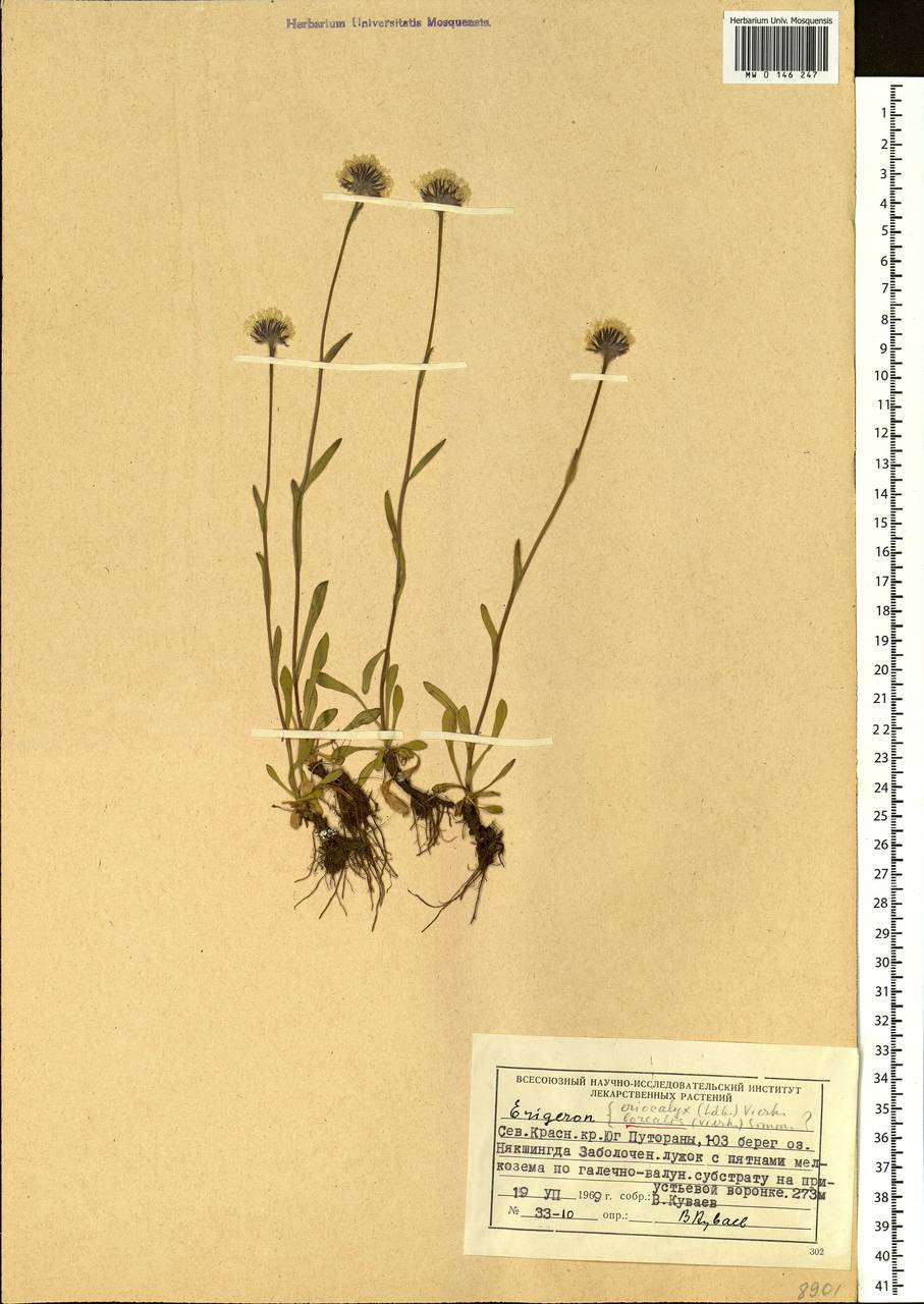 Erigeron borealis (Vierh.) Simmons, Siberia, Central Siberia (S3) (Russia)